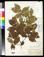 Isosyntype of Ulmus serotina Sargent, C.S. 1899 [family ULMACEAE]