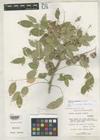 Isotype of Ateleia popenoei Correll, D.S. 1981 [family FABACEAE]