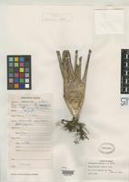 Isotype of Neoregelia leprosa Smith, L.B. 1955 [family BROMELIACEAE]