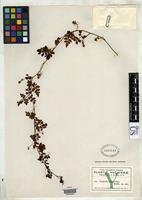 Isotype of Serjania adiantoides Radlkofer, L.A.T. 1898 [family SAPINDACEAE]