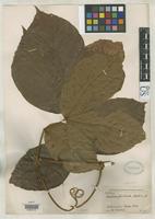 Isotype of Paullinia fimbriata Radlkofer, L.A.T. 1905 [family SAPINDACEAE]
