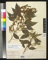 Isotype of Thouinia acuminata Watson, S. 1890 [family SAPINDACEAE]