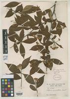 Isotype of Stranvaesia amphidoxa Schneider, C.K. 1906 [family ROSACEAE]