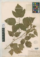 Syntype of Rubus hesperius Piper, C.V. 1897 [family ROSACEAE]