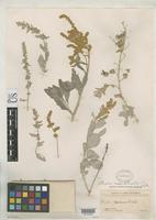 Holotype of Atriplex rosei Standley, P.C. 1916 [family CHENOPODIACEAE]