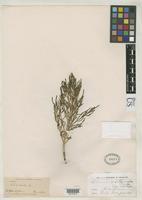 Isosyntype of Salicornia subterminalis Parish, S.B. 1898 [family CHENOPODIACEAE]