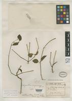 Holotype of Achyranthes ingramiana Standley, P.C. 1915 [family AMARANTHACEAE]