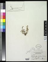 Isotype of Gossypianthus brittonii Standley, P.C. 1916 [family AMARANTHACEAE]