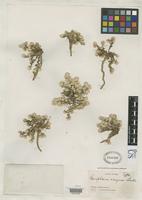 Holotype of Gomphrena oroyana Standley, P.C. 1936 [family AMARANTHACEAE]