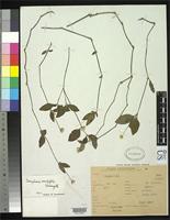 Filed as Gomphrena viridifolia Sussenguth, K. 1934 [family AMARANTHACEAE]