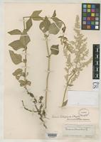 Holotype of Iresine heterophylla Standley, P.C. 1916 [family AMARANTHACEAE]