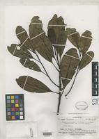 Isotype of Degeneria vitiensis Bailey, I.W. & Smith, A.C. 1942 [family DEGENERIACEAE]