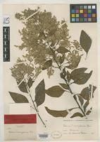Filed as Celosia monosperma Rose, J.N. 1895 [family AMARANTHACEAE]