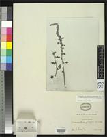 Filed as Amaranthus greggii Watson, S. 1877 [family AMARANTHACEAE]