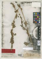 Isotype of Amaranthus powellii Watson, S. 1875 [family AMARANTHACEAE]