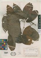 Isotype of Banisteriopsis brevipedicellata Gates, B. 1982 [family MALPIGHIACEAE]