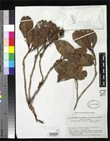 Isotype of Wallacea riparia Gleason, H.A. & Smith, A.C. 1936 [family OCHNACEAE]