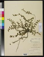 Holotype of Evolvulus hallierii Ooststroom, S.J. van 1934 [family CONVOLVULACEAE]