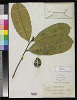Isotype of Thea reticulata Elmer, A.D.E. 1915 [family THEACEAE]