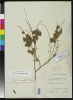 Isotype of Homalium eurypetalum Blake, S.F. 1919 [family FLACOURTIACEAE]