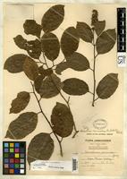 Holotype of Homalium racemosum subsp. barbellatum Blake, S.F. 1919 [family FLACOURTIACEAE]