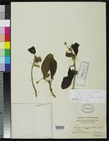 Isotype of Hecatostemon dasygynus Blake, S.F. 1918 [family FLACOURTIACEAE]