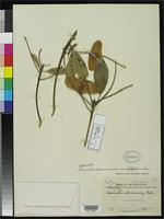 Isotype of Terminalia calamansanai var. platypteris Merrill, E.D. 1909 [family COMBRETACEAE]