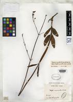 Isotype of Hyptis macrantha St. Hilaire, A. 1833 [family LAMIACEAE]