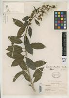 Holotype of Senecio archeri Cuatrecasas, J. 1951 [family ASTERACEAE]