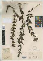 Isotype of Leptodermis glomerata Hutchinson, J. 1916 [family RUBIACEAE]