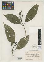 Isotype of Coussarea stenocalyx Standley, P.C. 1940 [family RUBIACEAE]