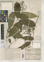 Holotype of Faramea eurycarpa Donnell Smith, J. 1907 [family RUBIACEAE]