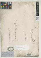 Filed as Galium virgatum var. diffusum Gray, A. 1852 [family RUBIACEAE]