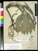 Holotype of Espeletia grisea Standley, P.C. 1915 [family ASTERACEAE]