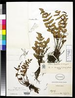 Filed as Pellaea longipilosa Bonaparte, R.N. 1924 [family ADIANTACEAE]