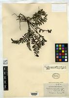 Filed as Trichomanes asplenioides Presl, K.B. 1843 [family HYMENOPHYLLACEAE]