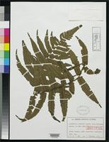 Isotype of Dryopteris commixta Tagawa, M. 1933 [family DRYOPTERIDACEAE]