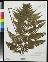 Isotype of Dryopteris koidzumiana Tagawa, M. 1933 [family DRYOPTERIDACEAE]