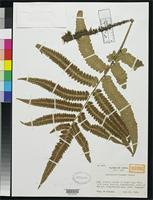Isotype of Dryopteris toyamae Tagawa, M. 1939 [family DRYOPTERIDACEAE]