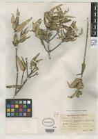 Isotype of Guettarda angustata Urban, I. & Ekman, E.L. 1927 [family RUBIACEAE]