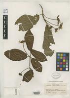 Isotype of Guettarda comata Standley, P.C. 1936 [family RUBIACEAE]