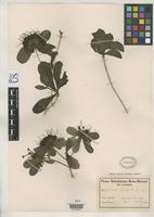 Isotype of Pavetta catophylla Schumann, K.M. 1899 [family RUBIACEAE]