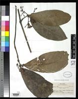 Isotype of Ixora pubifolia Smith, A.C. 1936 [family RUBIACEAE]