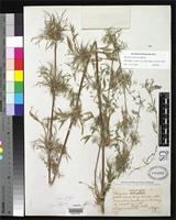 Holotype of Chusquea delicatula Hitchcock, A.S. 1927 [family POACEAE]