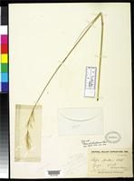Isotype of Stipa chitralensis Bor, N.L. 1954 [family POACEAE]