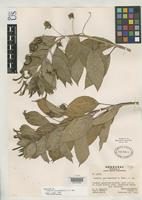 Holotype of Lobelia parvidentata Williams, L.O. 1953 [family CAMPANULACEAE]