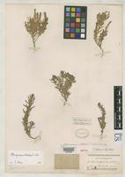 Isotype of Chenopodium stellatum Watson, S. 1883 [family CHENOPODIACEAE]