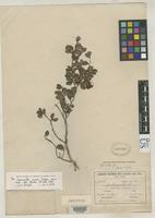 Isotype of Cynometra duckei Dwyer, J.D. 1958 [family FABACEAE]