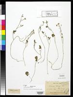 Isotype of Cardamine delavayi Franchet, A.R. 1886 [family BRASSICACEAE]
