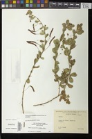 Filed as Chamaecrista rotundifolia (Pers.) Greene variety rotundifolia [family FABACEAE]